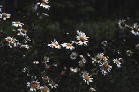 Floral Wallpaper Heath Aster Flower And Small White Aster Burst 0004 Buy In Store Uwalls Floral Wallpaper Wallpaper Photo Wallpaper