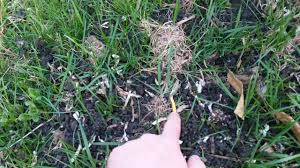 Maybe you would like to learn more about one of these? Worm Castings For Lawn Benefits How To Spread Thriving Yard