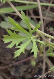 Image result for Ipomoea coptica