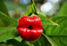 Image result for Gouania tiliifolia