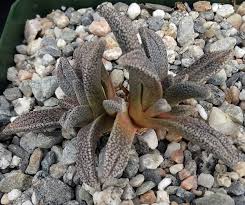 Image result for Nananthus