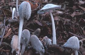 Image result for Coprinus lagopus