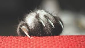 Those sharp nails shred soft furnishings and splinter wood. Macau Daily Times æ¾³é–€æ¯æ—¥æ™‚å ± Ask The Vet Feline Onychectomy Cat Declawing Pros And Cons