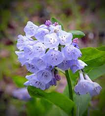 The virginia native plant society named virginia bluebells as wildflower of the. Mertensia Wikipedia