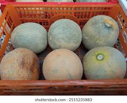 Image result for Cucumis humifructus