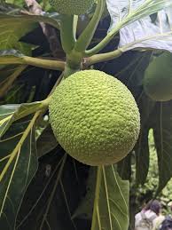 Image result for Artocarpus altilis