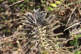 Image result for Bryophyllum tubiflorum