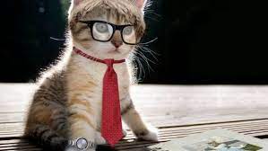 Cat Funny Background Of High Resolution Funny Cat Wallpaper Cat Wallpaper Cat Background