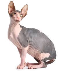 Here is a collection of most popular egyptian male/female cat names, along with their meaning. Sphynx Cat Names