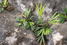 Image result for Actiniopteris