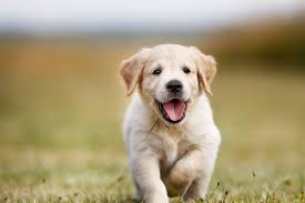 Listen to rot single now. Puppy Timeline Growth Stages To Becoming A Dog Hill S Pet
