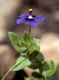 Image result for Anagallis oligantha