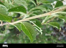 Image result for Volkameria glabra