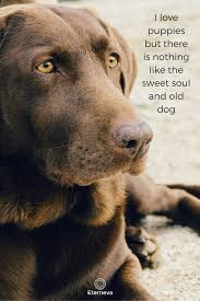 The Sweet Soul Of An Old Dog Dog Quotes Pet Memorial Dog Training Dog Training Obedience Guard Dog Training