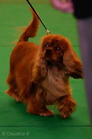 Graine De Star Elevage Du Jardin De Claire Cavalier King Charles Spaniel King Charles Spaniel King Charles