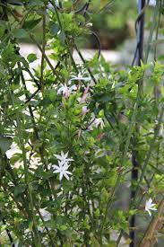 We did not find results for: 5 Fragrant Climbers We Love Sa Garden And Home