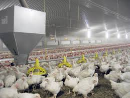 After struggling in year 2012, many poultry farming companies finally caught investors' eyes by producing much better earnings since the start of year 2014. Feed Weighing System For Poultry Farms