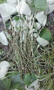 Image result for Piper umbellatum