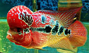 Jenis ikan louhan | louhan merupakan salah satu jenis ikan hias air tawar yang sudah lama menjadi incaran para kolektor ikan dari seluruh indonesia bahkan dunia. Mengenal Ikan Louhan Yang Dipercaya Membawa Kebahagiaan Serta Kesejahteraan Cermati Com