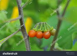 Image result for Solanum richardii