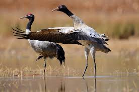 Big Black Bird With White Ring Around Neck The Black Necked Crane Is The Only Alpine Crane In The World As The English Name Suggests The Upper Part Of The Neck A With Images Bird Breeds Most Beautiful Birds Birds