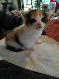 Pin On Cutest Cats And Kittens