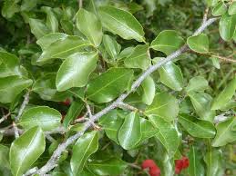 Image result for Ochna inermis