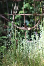 Image result for Deschampsia cespitosa