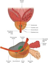 Image result for Prostate Anatomy
