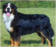 Devoted mini bernedoodle or miniature berenedoodle puppies are an f1 hybrid between a toy, mini, or standard poodle and bernese mountain dog which varies the puppy's genetic inheritance, making them healthier. Bernese Mountain Dog Breed Facts And Traits Hill S Pet
