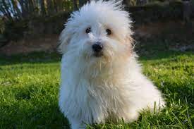 We did not find results for: Coton De Tulear Weisser Weiblicher Hund Kostenloses Stock Bild Public Domain Pictures