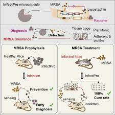 Learn more about mrsa including how it spreads and available treatments. Immunomimetic Designer Cells Protect Mice From Mrsa Infection Sciencedirect
