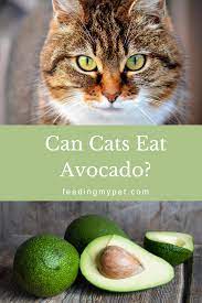 Can Cats Eat Avocado Avocado Cats Wholesome Food