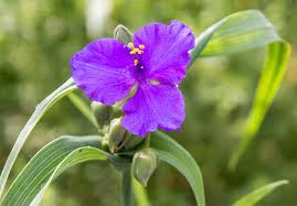 Image result for Tradescantia