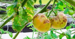 Next year, plant your tomatoes in an unaffected area of the garden. How To Identify Control And Prevent Blight On Your Tomatoes