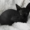 Kitten canadian sphynx from our elite cattery are purebred canadian sphinxes, with blood of champions and meet all wcf standards for this breed. Https Encrypted Tbn0 Gstatic Com Images Q Tbn And9gcsxujbtktr Qei Ywb6r1swig94bnppmq8myguto9byzcot7qr9 Usqp Cau