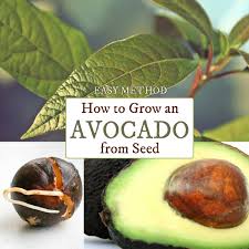 How often do you need to water an avocado tree? How To Grow An Avocado From Seed Easy Method Empress Of Dirt