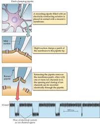 Veel Onderzoek Naar Voltage Gated Channels Is Mogelijk Gemaakt Door Een Techniek Genaamd Patch Clamp Recording