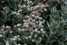 Image result for Brachyachne simonsii