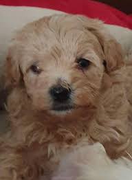 If you are looking to adopt or buy a goldendoodle take a look here! Puppy Heaven Maltipoo Puppies For Sale In Nc Craigslist Facebook