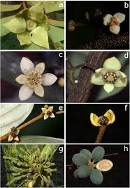 Image result for Monanthotaxis ferruginea