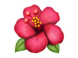 hibiscus meaning flowers flowers hibiscus meaning hibiscus emoji flower hibiscus drawing hibiscus
