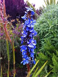 Image result for Aristea abyssinica