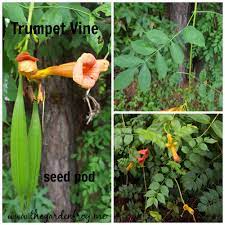 Nevertheless, it is hardy and looks particularly attractive midsummer. The Wild Untamed Trumpet Vine
