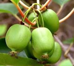 Growing issai hardy kiwi for sale. Kiwi Trees For Sale Buy Kiwi Fruit Plants The Tree Center