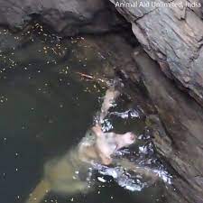 This drowning dog's desperate wish came true💔 Credit Animal Aid Unlimited  | Daily Mail Video | Facebook