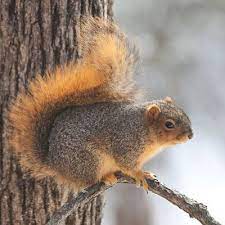 Fox Squirrel Wikipedia The Free Encyclopedia Fox Squirrel Squirrel Species Squirrel