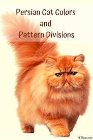All About Persian Cat Cat Colors Persian Cat Cats