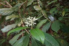 Image result for Gaertnera