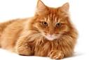 5 Reasons Why Ginger Cats are So Special | Wellness Pet Food